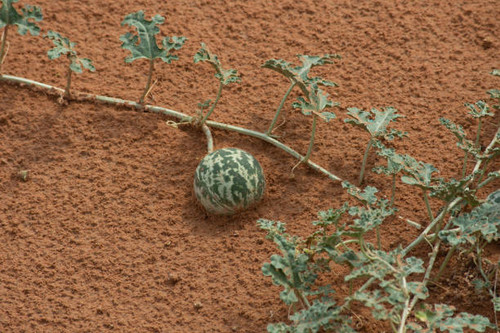 Green Desert Squash (Citrullus colocynthis) (Handhal) on a vine in the sand in the United Arab Emira.jpg