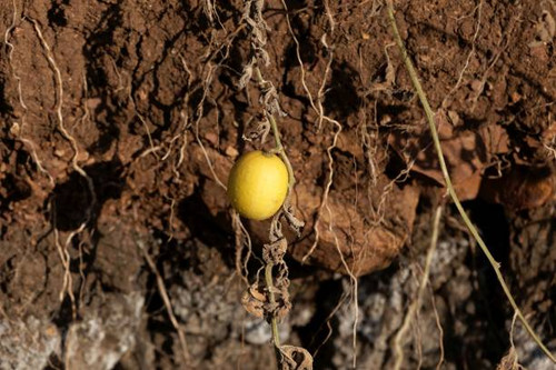 Fruit of a colocynth (Citrullus colocynthis), a wild melon used for medicine, as food or soap produc.jpg