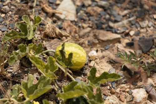 Fruit of a colocynth (Citrullus colocynthis), a wild melon used for medicine, as food or soap produc.jpg