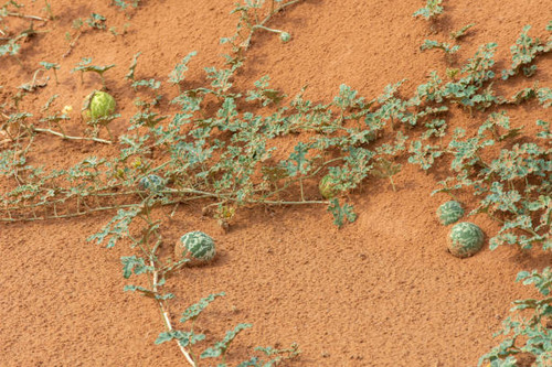 Green Desert Squash (Citrullus colocynthis) (Handhal) on a vine in the sand in the United Arab Emira.jpg