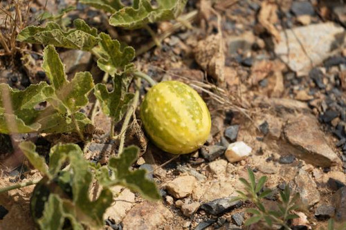 Fruit of a colocynth (Citrullus colocynthis), a wild melon used for medicine, as food or soap produc.jpg