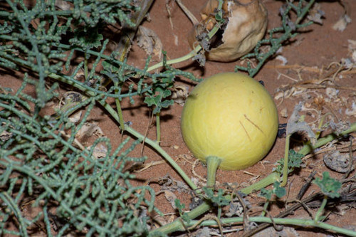 Desert Squash (Citrullus colocynthis) (Handhal) in the sand in the United Arab Emirates (UAE) at nig.jpg