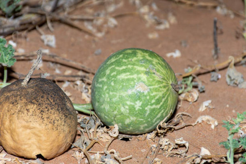 Desert Squash (Citrullus colocynthis) (Handhal) in the sand in the United Arab Emirates (UAE) at nig.jpg