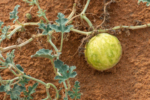 Green Desert Squash (Citrullus colocynthis) (Handhal) on a vine in the sand in the United Arab Emira.jpg