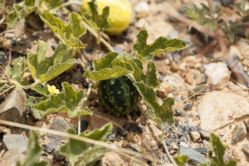 Fruit of a colocynth (Citrullus colocynthis), a wild melon used for medicine, as food or soap produc.jpg