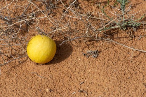 Desert Squash (Citrullus colocynthis) (Handhal) in the sand in the United Arab Emirates (UAE)..jpg