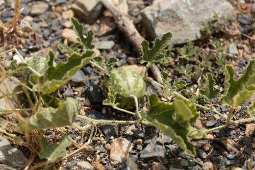 Fruit of a colocynth (Citrullus colocynthis), a wild melon used for medicine, as food or soap produc.jpg