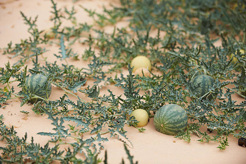 wild watermelon in the desert.jpg