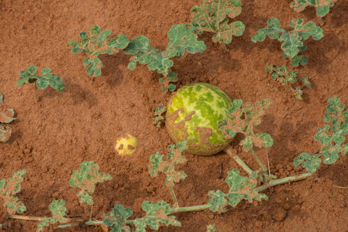 Green Desert Squash (Citrullus colocynthis) (Handhal) on a vine in the sand in the United Arab Emira.jpg