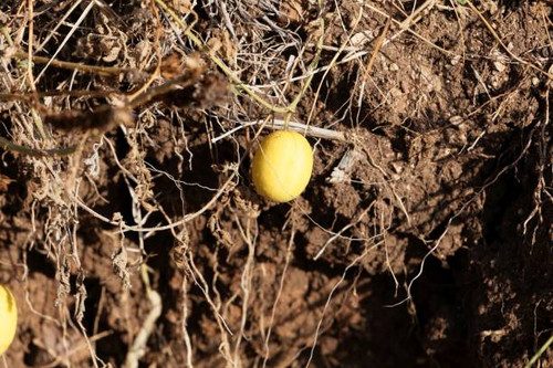 Fruit of a colocynth (Citrullus colocynthis), a wild melon used for medicine, as food or soap produc.jpg