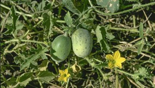 61yC+rPsr4L. SL1140 .jpg