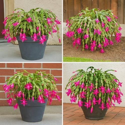 530240351 122210272616062092 6841274999209531807 n.jpg?stp=dst jpg p526x296 tt6& nc cat=100&ccb=1 7&.jpg