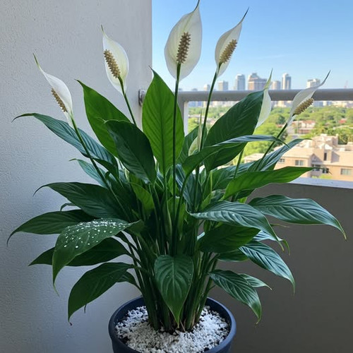 514023867 122206231220062092 5627144385568637411 n.jpg?stp=dst jpg p526x296 tt6& nc cat=107&ccb=1 7&.jpg