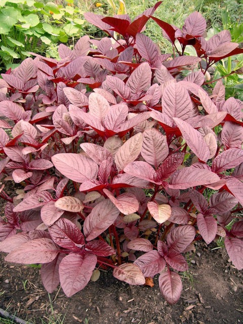 30 amaranthus seeds xl 131 vibex.jpg