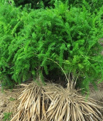 20 gin asparagus racemosus 20 se.jpg