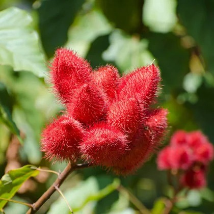 shivnami bixa orellana plant see.jpg