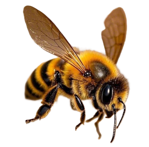 bee.png