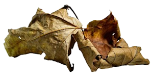 folha2.png