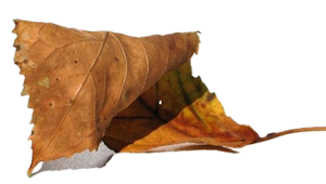 folha3.png
