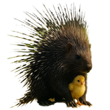 ouriço