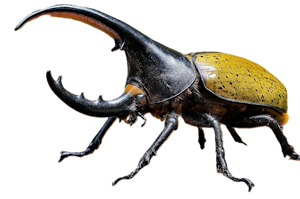 beetle.png