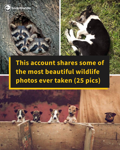 photography around the world animals 121clicks.png