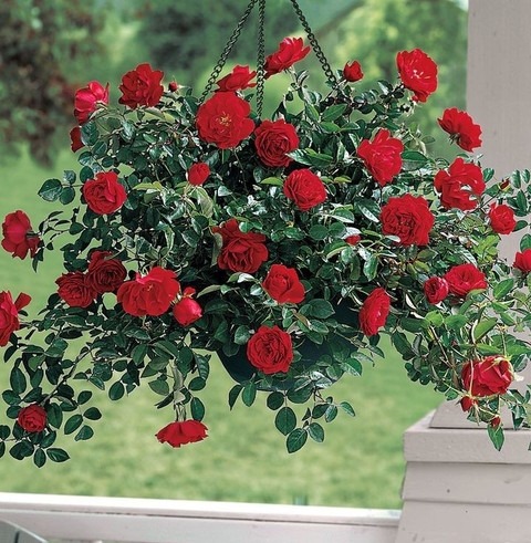 no biennial yes red rose without.jpg