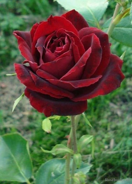 perennial no yes rare grafted re.jpg