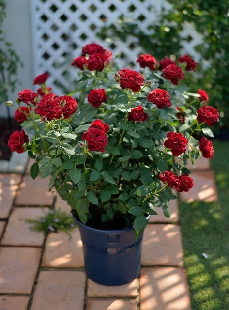 no annual no special hybrid thai.jpg