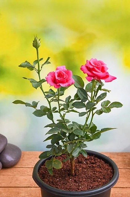 no annual yes hybrid red rose fl.jpg
