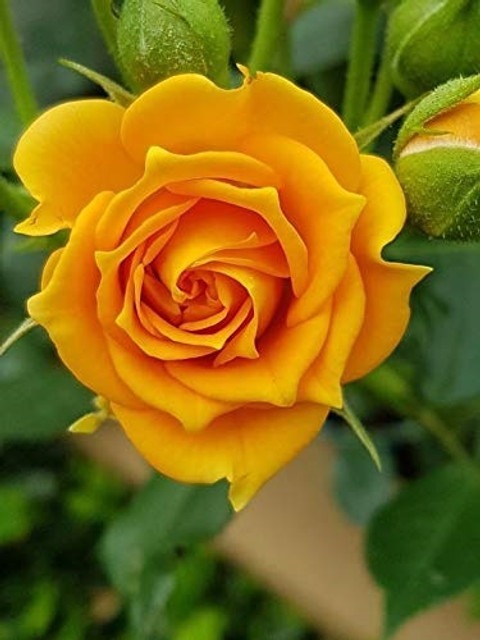yes annual yes rose plant 1 plas.jpg