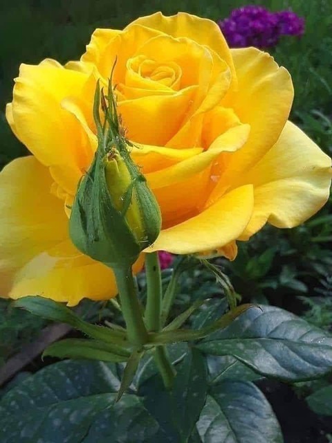 no perennial yes yellow hybrid r.jpg