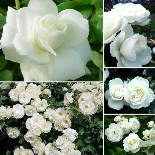 cloud farm grafted desi rare ros.jpg