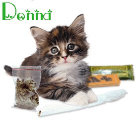 Donna Cat Christa WannaSmoke vi.gif