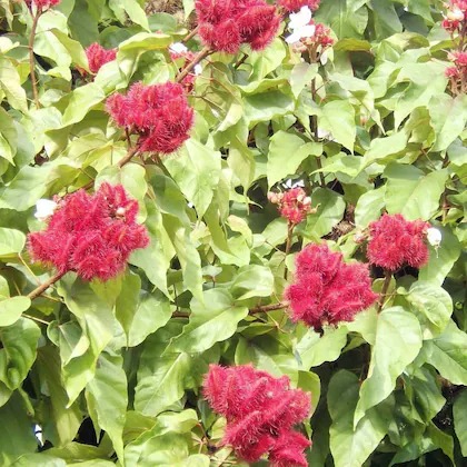 shivnami bixa orellana plant see (1).jpg