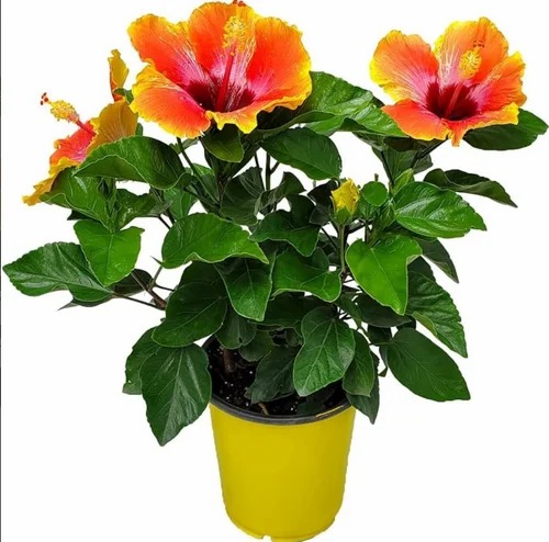 hibiscus flowering plant 500x500.jpg
