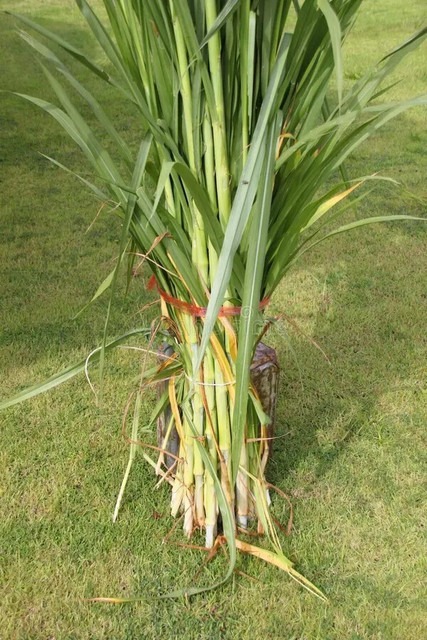 201 grassseed agri care original (1).jpg