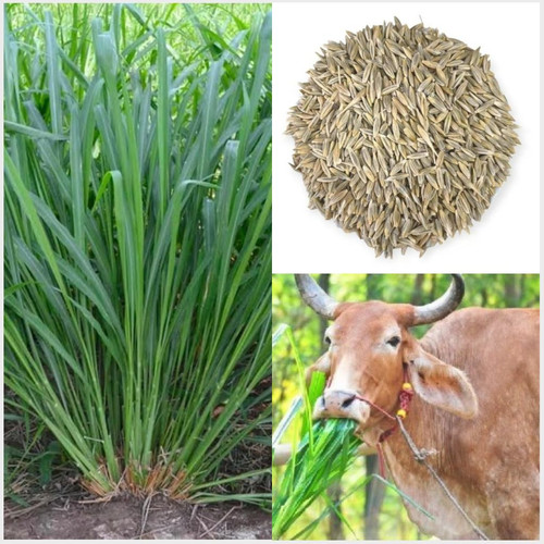 Untitled design(1).jpg