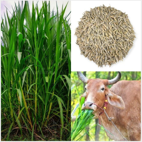 Untitled design(2).jpg