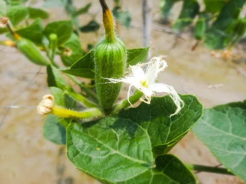 10 parwal root live pointed gour.jpg