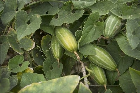 4 pointed gourd seeds for plant.jpg