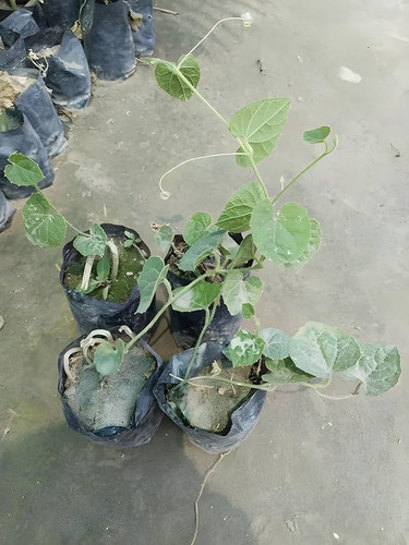 81UqcCGr RL. AC UF1000,1000 QL80.jpg