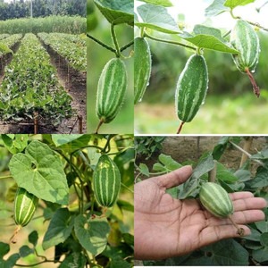 27 potol seed ibains original im.jpg