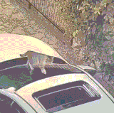 缺德二脚兽关车不关窗.gif