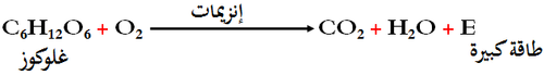 معادلة التنفس 1.png