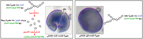 الوثيقة 1.png