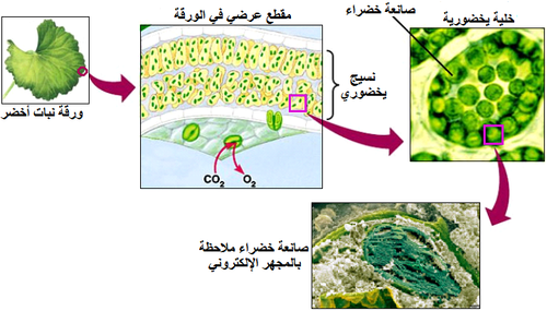 الوثيقة 4.png