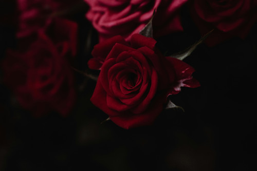 pexels badesaba 11769858.jpg