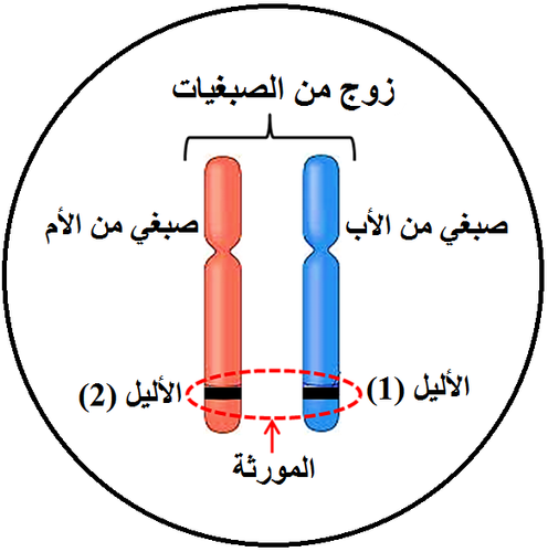 الوثيقة 3.png