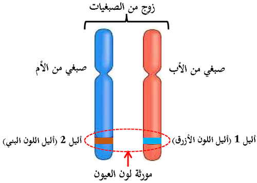 مورثة لون العيون.png